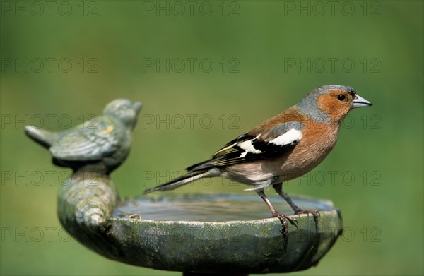 Male Common chaffinch