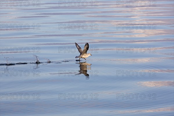 Northern fulmar