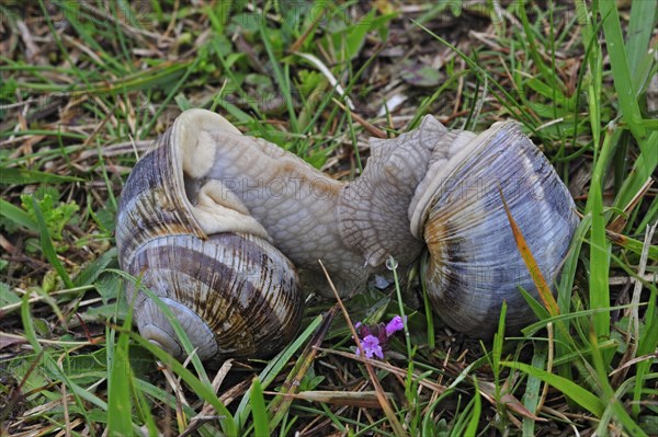 Edible snails