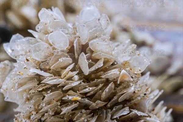 Egg cases