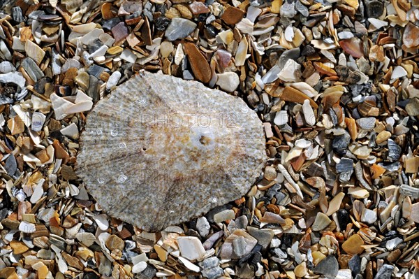 Rayed Mediterranean limpet