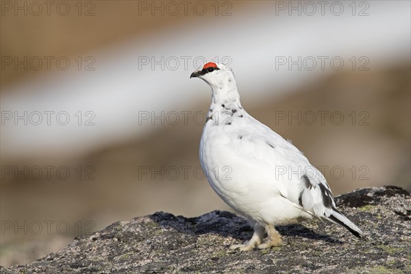 Rock ptarmigan