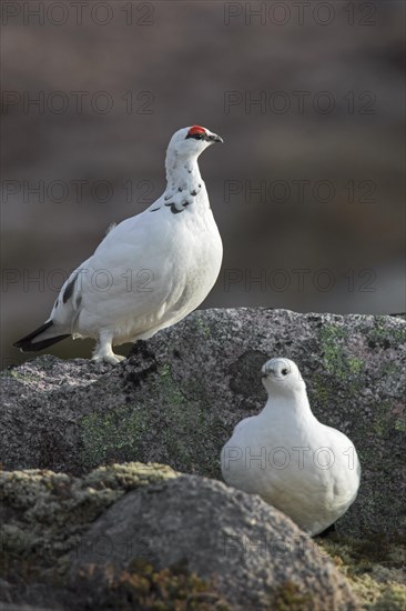 Rock ptarmigan