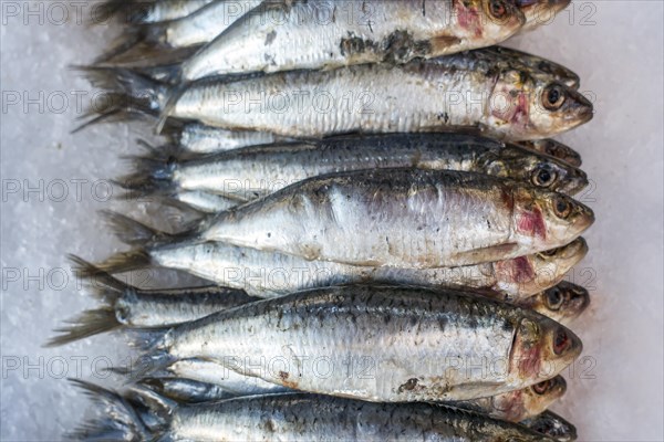 Fresh sardines on ice on display in fish shop
