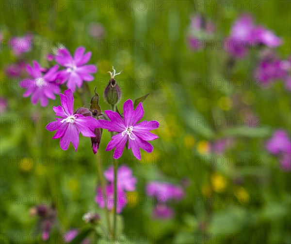 Meadow flowers in a wild meadow