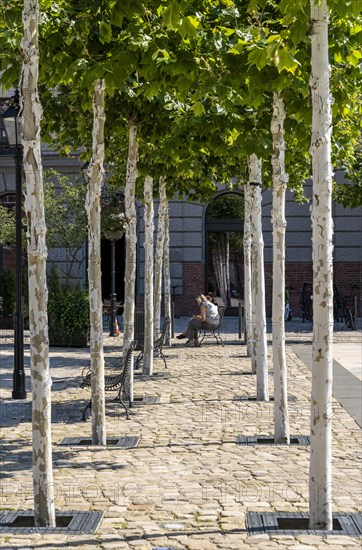 Newly planted plane trees