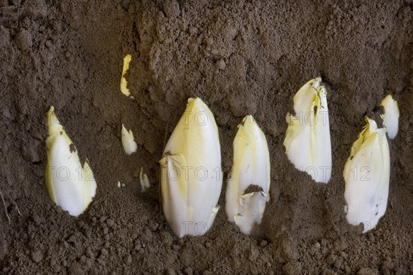 Belgian endive