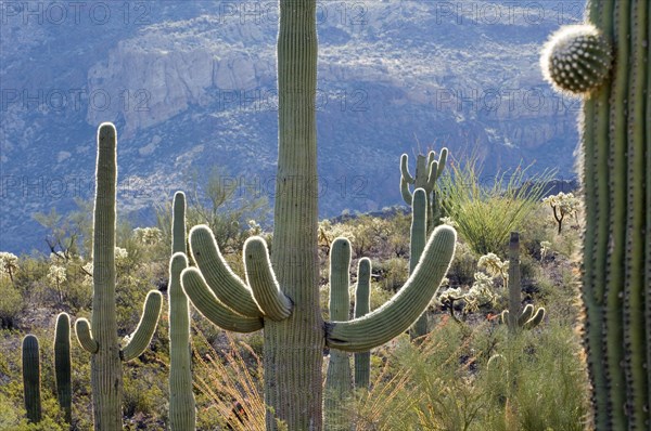 Saguaro