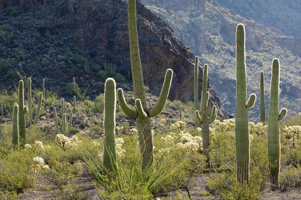 Saguaro