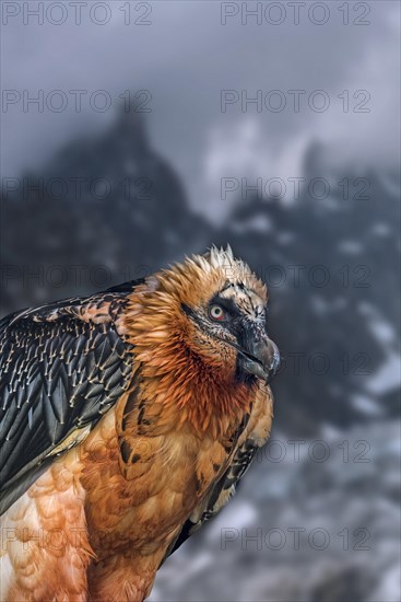 Bearded vulture