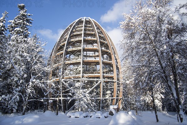 Baumwipfelpfad in winter