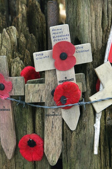 Original shell-blasted tree showing bullet holes at Sanctuary Wood Museum Hill 62 at Zillebeke