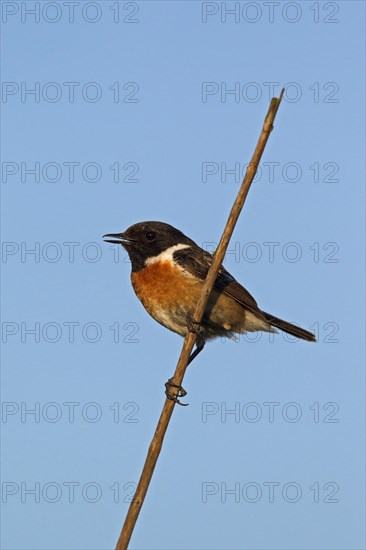 European Stonechat