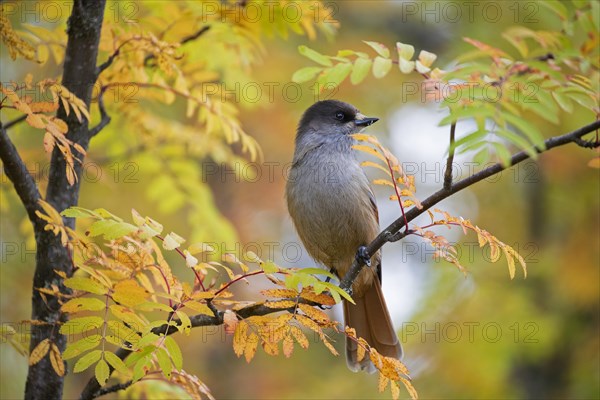 Siberian jay