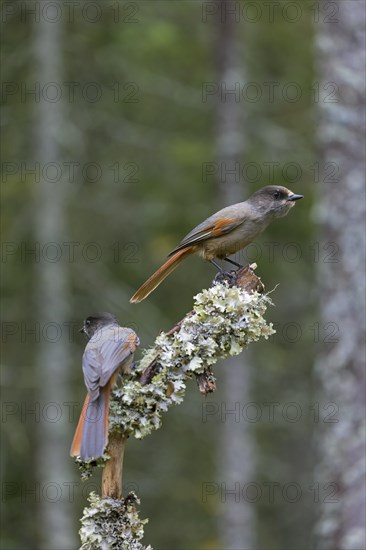 Two Siberian jays