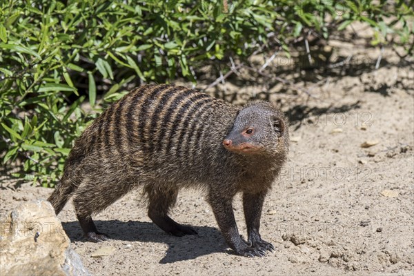 Banded mongoose