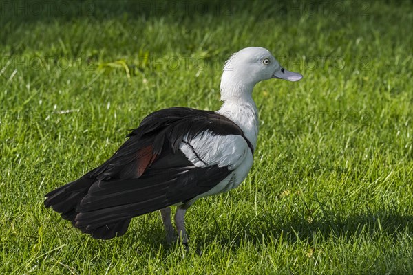 Radjah shelduck