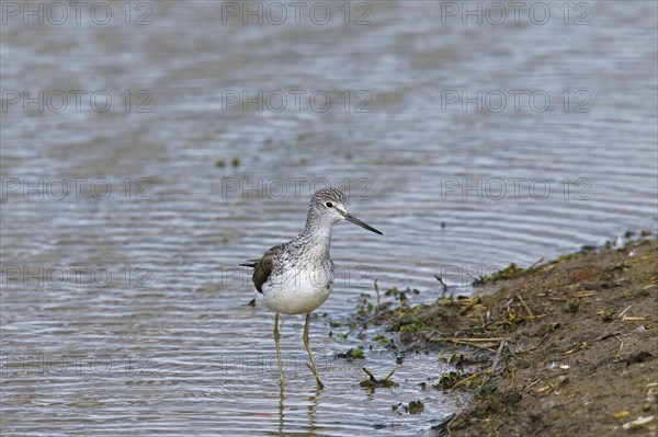 Common Greenshank