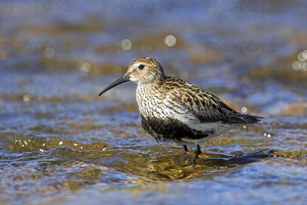 Dunlin