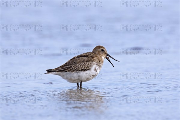 Dunlin