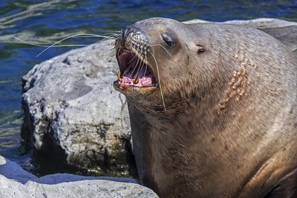 Barking Steller sea lion