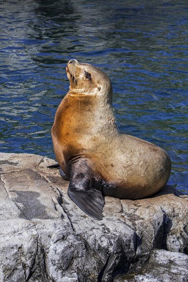 Steller sea lion