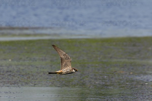 Eurasian Hobby