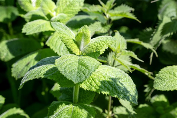 Close up of leaves of spearmint plant