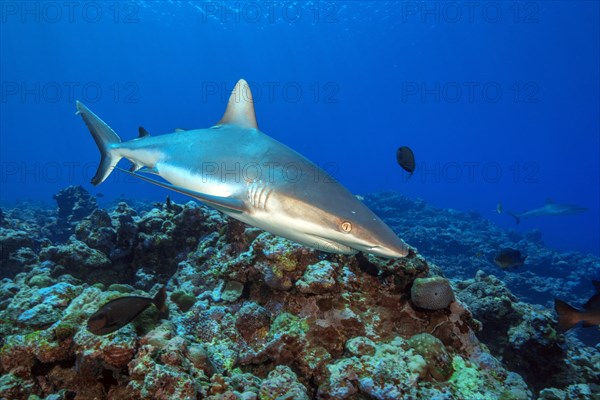 Grey reef shark