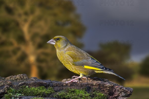 European greenfinch