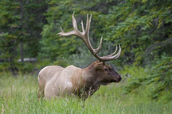 Elk