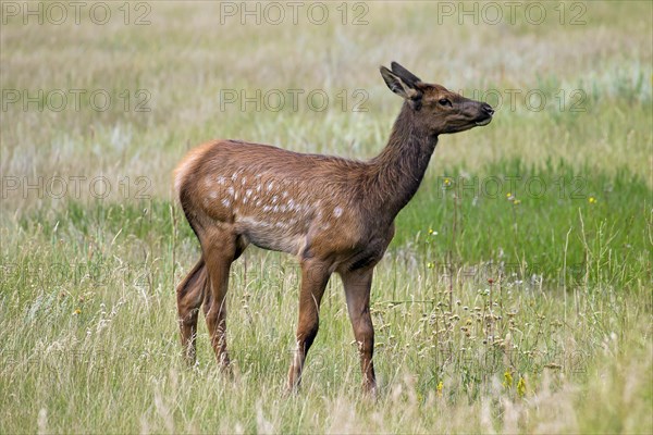 Elk