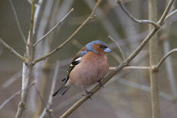 Common chaffinch