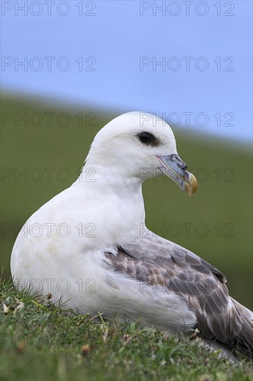 Northern fulmar