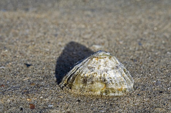 Common limpet