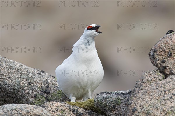 Rock ptarmigan