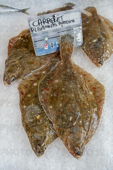 European plaice