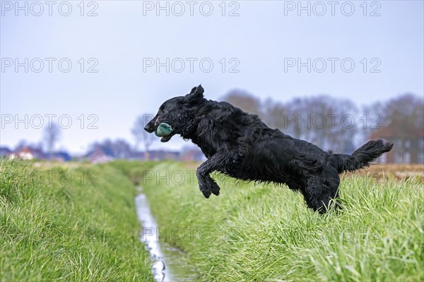 Black flat-coated retriever