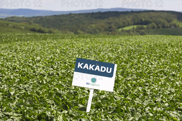 Notice board for seeds of the company SES VANDERHAVE on a sugar beet field