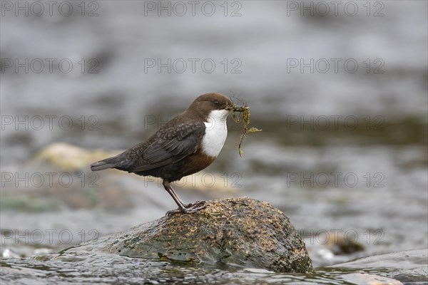 White-throated dipper