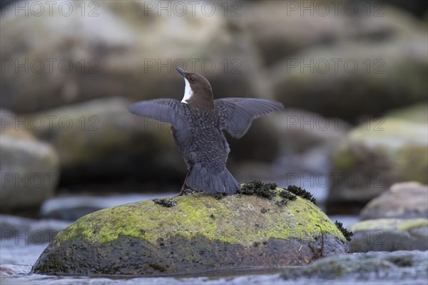 White-throated dipper