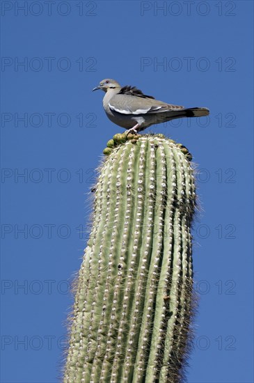 White-winged dove