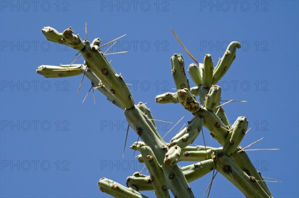 Pencil cholla