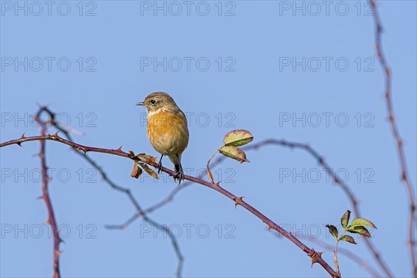 European stonechat