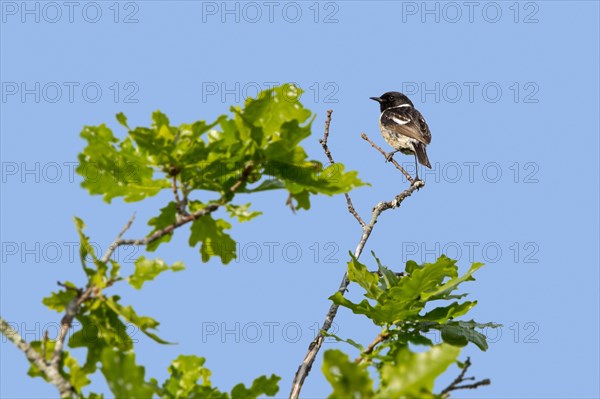 European stonechat