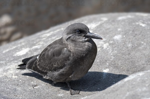 Inca tern