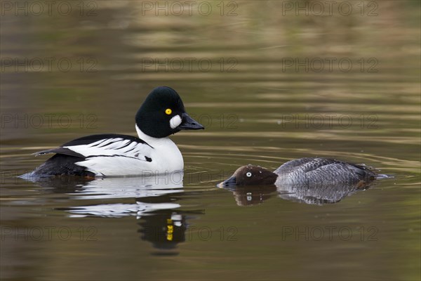 Common goldeneye