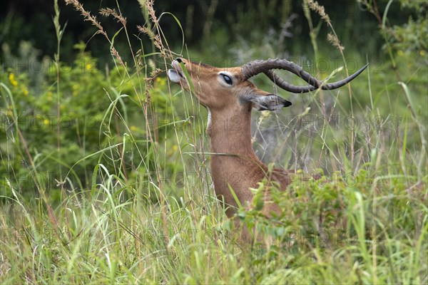 Male impala