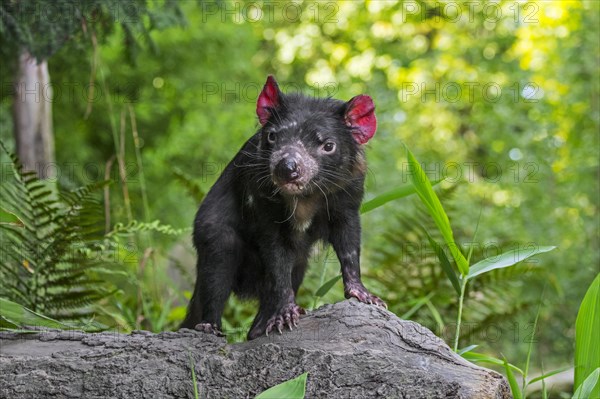 Tasmanian devil