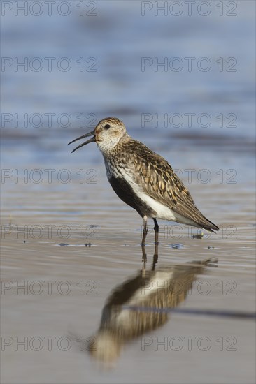 Dunlin